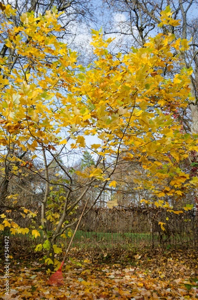 Obraz tuliptree with yellow leaves in autumn park