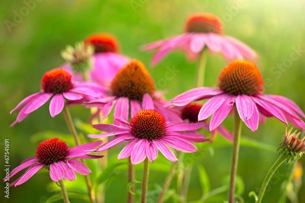 Obraz Kwiaty echinacea