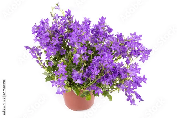 Fototapeta Kwiaty dzwonowe w garnku