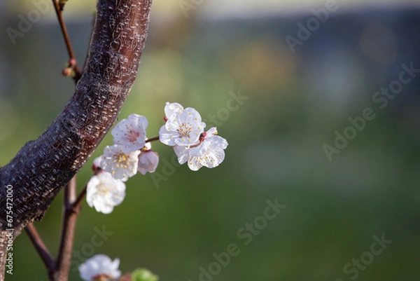 Fototapeta Apricot flowering tree in spring time. Sakura branch.
