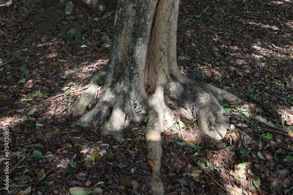 Fototapeta 
tree roots in their most different shapes and forms