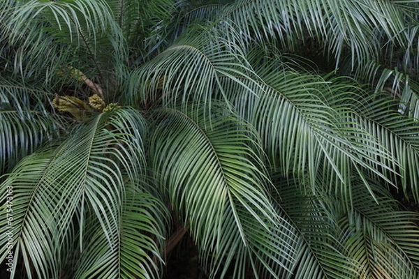 Fototapeta Palmeira leque licuala grandis arecaceae em detalhe para jardins sob o sol da manhã