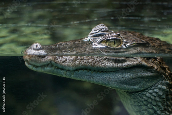 Fototapeta coccodrillo