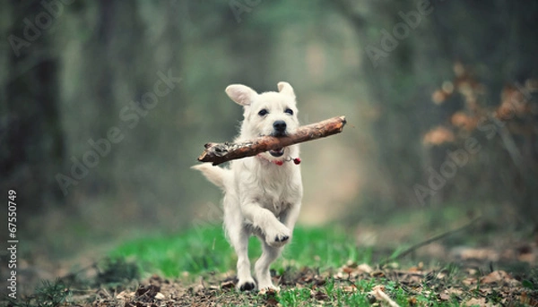 Obraz White puppy running with a stick