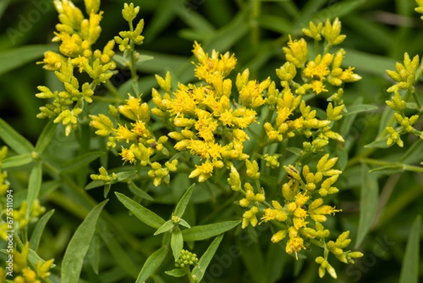 Obraz flat-topped goldenrod