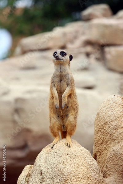 Obraz Meerkat