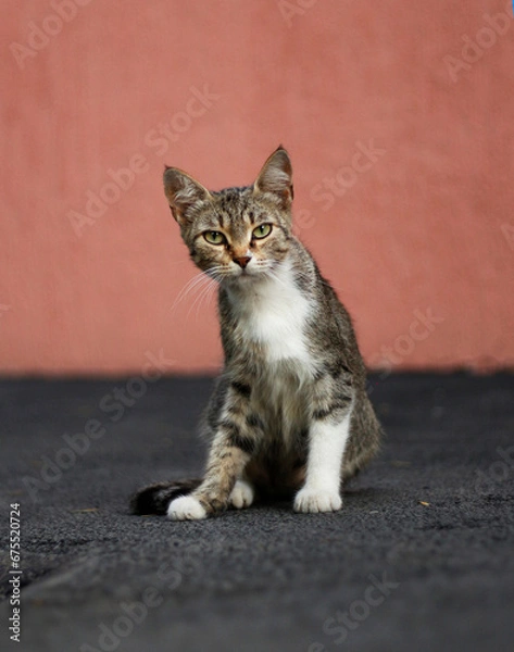 Obraz cat against the wall