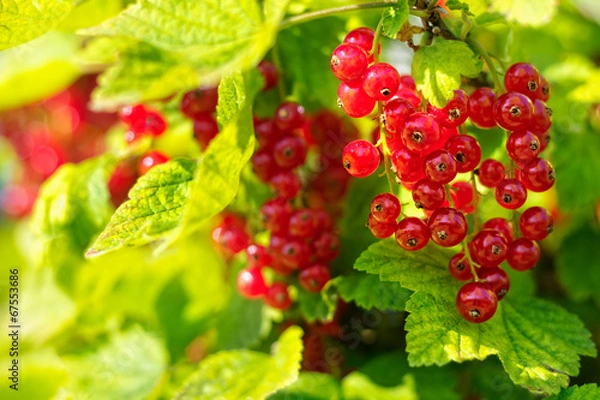 Obraz Redcurrant