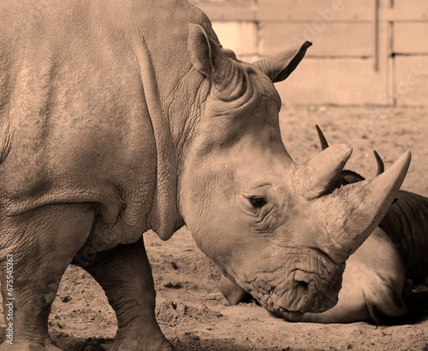 Fototapeta The white rhinoceros or square-lipped rhinoceros is the largest extant species of rhinoceros.  It has a wide mouth used for grazing and is the most social of all rhino species