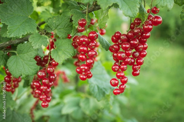 Fototapeta Branch with berries of red currant