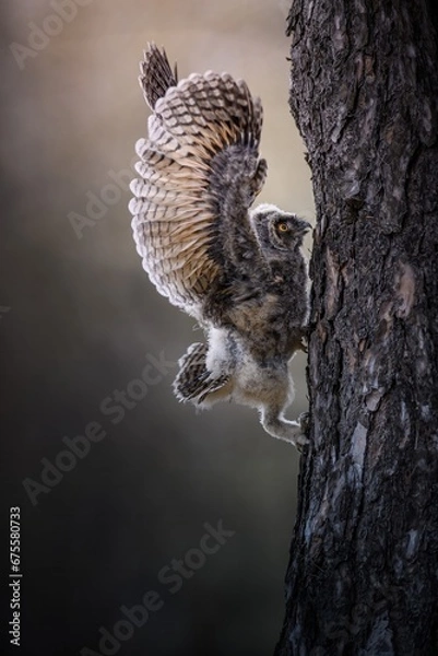 Fototapeta Long-eared owl