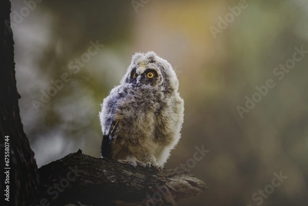 Fototapeta Long-eared owl