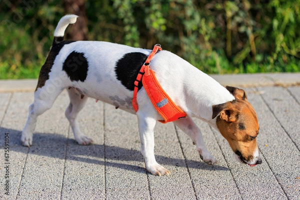 Fototapeta A cute Jack Russell Terrier dog walks along the sidewalk. Pet portrait with selective focus and copy space