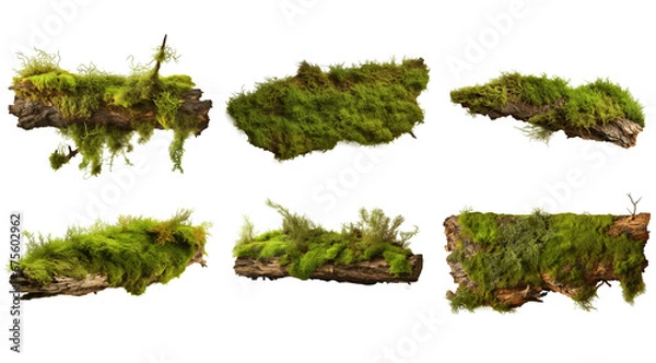 Fototapeta A wooden pine bark covered with green moss isolated on transparent background. Beautiful Bright Green moss grown up cover the wooden bark. Product display mockup