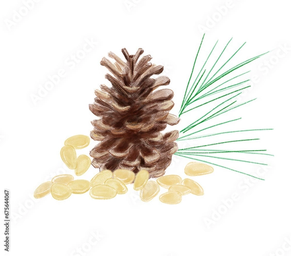 Obraz 松ぼっくり