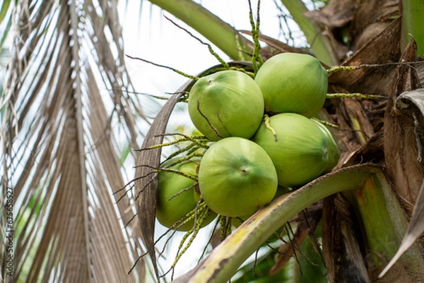 Fototapeta Coconut Tree at Coconut Farm. Fresh Coconut for drinking and refreshing.