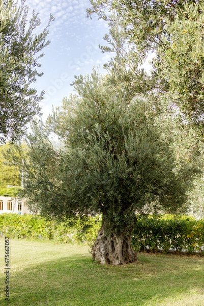 Fototapeta A single olive tree with a beautiful braided trunk
