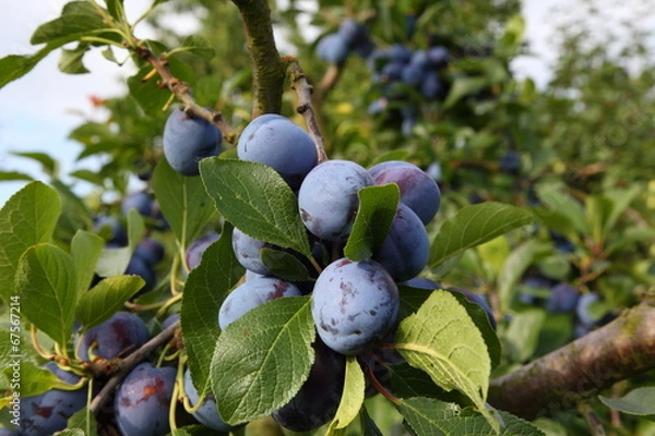 Obraz Pflaumen (Prunus domów)