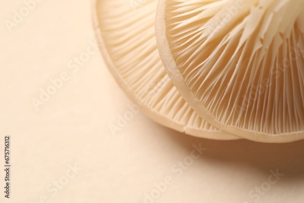 Fototapeta Fresh oyster mushrooms on beige background, macro view. Space for text