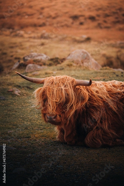 Fototapeta scottish highland cattle