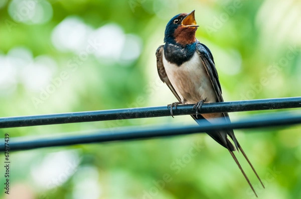 Obraz Swallow bird singing on wire