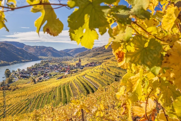Fototapeta Autumn panorama of Wachau valley (Unesco world heritage site) with colorful vineyard and Danube river near the Weissenkirchen village in Lower Austria, Austria