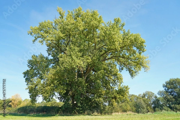 Fototapeta Schwarzpappel