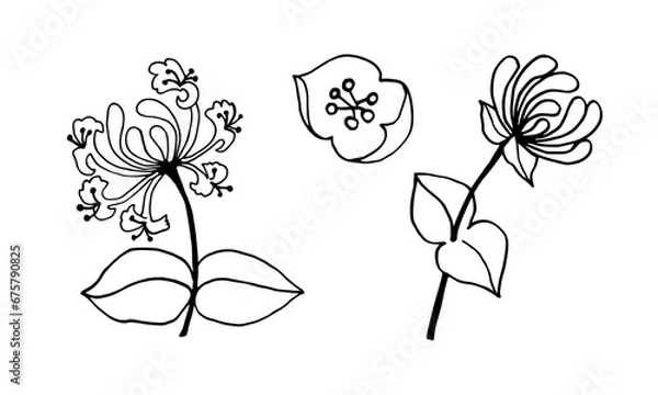Obraz Set of elements of honeysuckle branches with flowers, black outline drawing with white fill.
