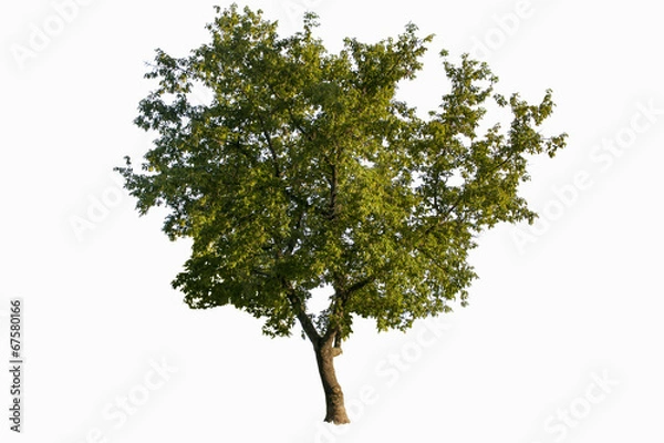 Obraz Tree