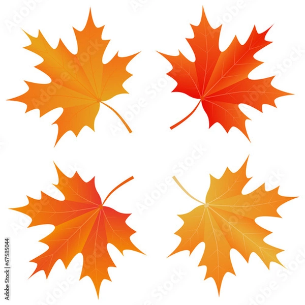 Fototapeta set of autumn maple leaf