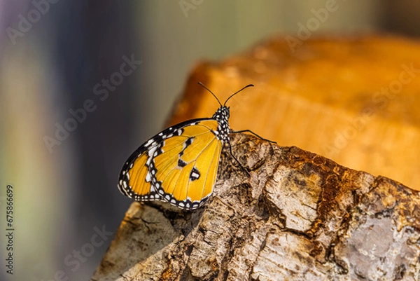 Fototapeta Tiger butterfly (Danaus chrysippus, African monarch) resting. Side view of orange butterfly.