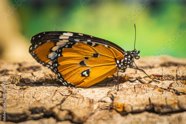 Fototapeta Beautiful orange butterfly on tree trunk. Danaus chrysippus (Plain tiger, African queen or African monarch) is a medium-sized butterfly