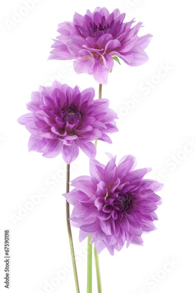 Obraz dahlia