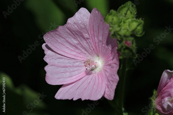 Fototapeta Mallow Flower