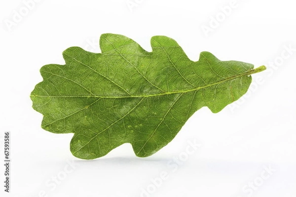 Obraz liść dębu