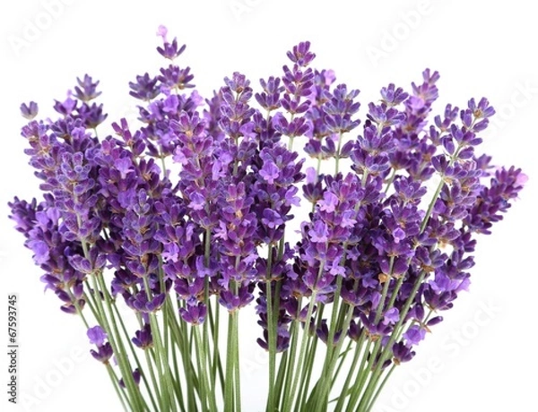 Obraz Lavender