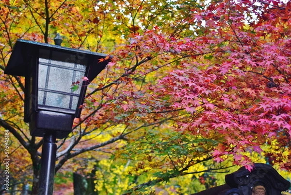 Fototapeta 山口　吉香公園　秋　紅葉　モミジ
