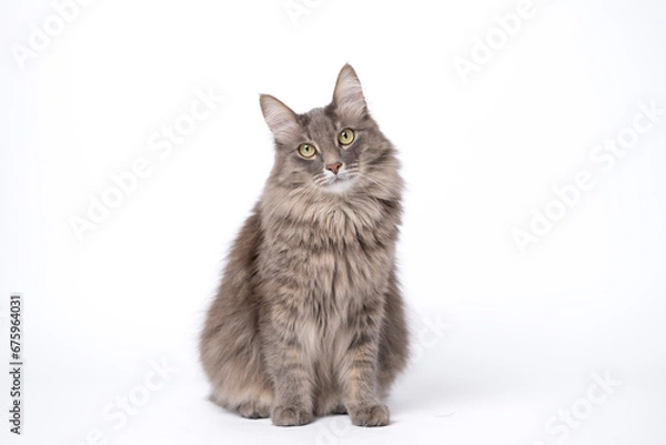 Fototapeta A gray cat sits on an isolated white background and looks into the camera.