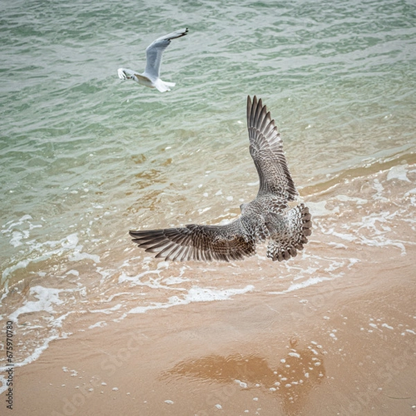 Fototapeta Seagulls in flight at the beach at noon in summer