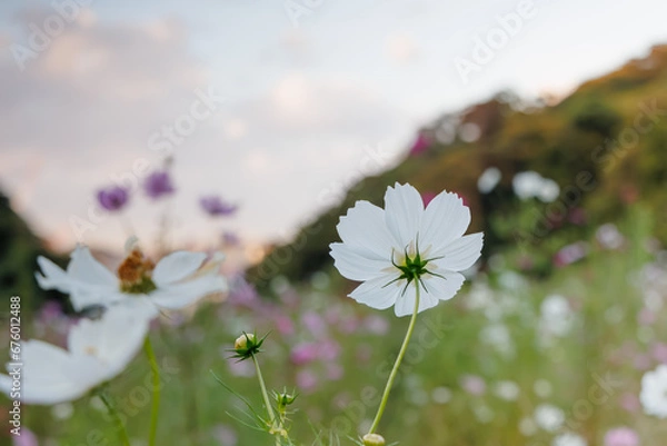 Obraz 夕暮れ時の白いコスモス