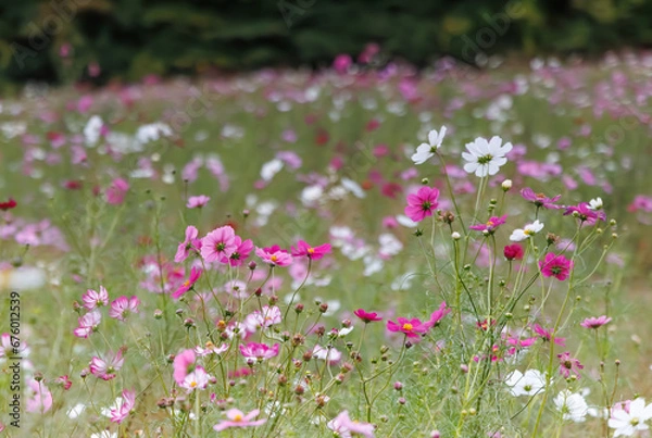 Obraz ピンクと白のコスモス