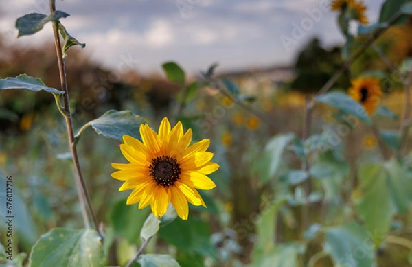 Obraz 秋に咲くミニ向日葵