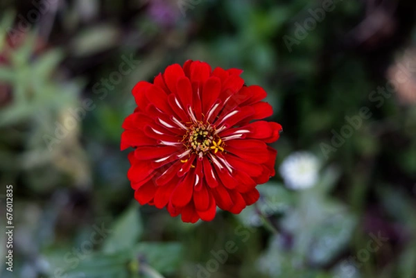 Obraz 赤い花のアップ