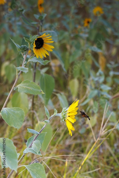 Obraz 秋に咲くミニ向日葵と蜂
