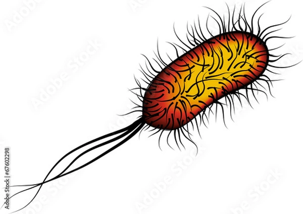 Fototapeta E coli Bacteria isolated red on white background