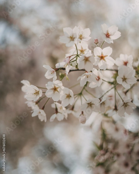 Obraz Cherry Blossom
