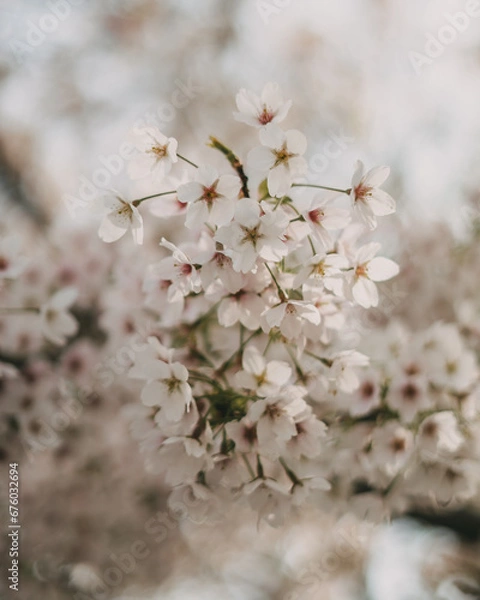 Obraz Cherry Blossom
