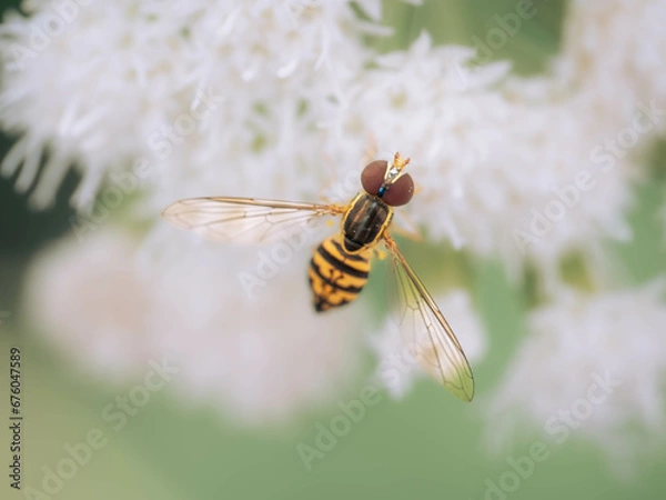Obraz bee on a flower