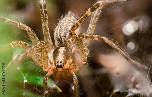 Obraz spider on a leaf