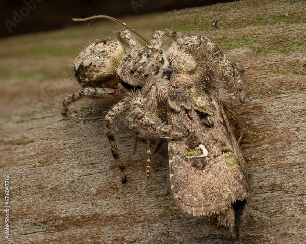 Fototapeta Macro bugs and things